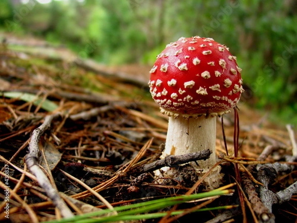 Obraz toadstool in the forest