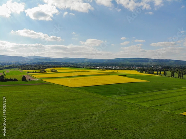 Fototapeta Rapsfeld Taunus