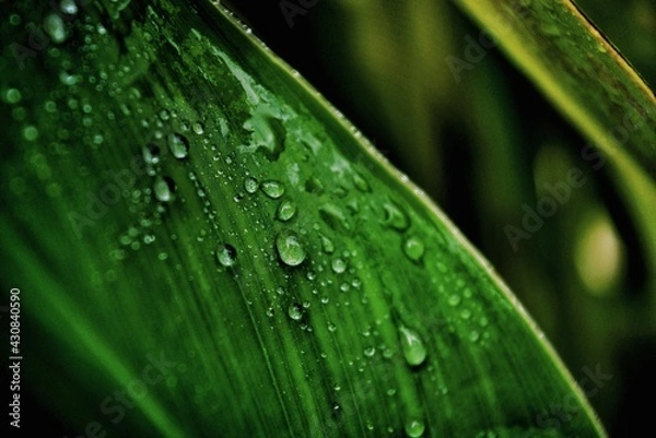 Fototapeta Water droplets on a leaf