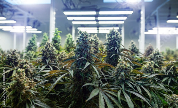 Fototapeta top of cannabis ruderalis plants in science lab for naking medicine and herb