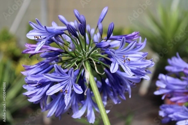 Fototapeta Delicate violet flower. Hints of spring. 