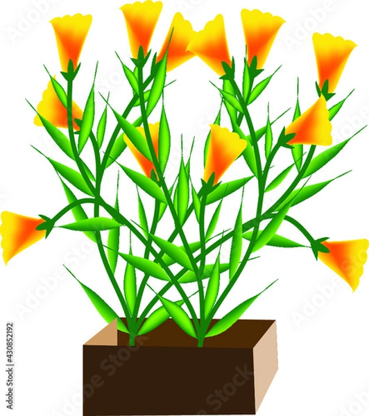 Fototapeta CARNATION TRANSPARENT BACKGROUND