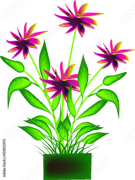 Obraz CARNATION TRANSPARENT BACKGROUND