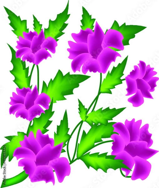 Fototapeta CARNATION TRANSPARENT BACKGROUND