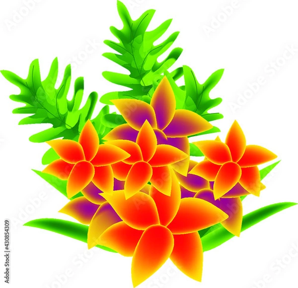 Fototapeta CARNATION TRANSPARENT BACKGROUND