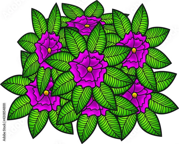 Fototapeta CARNATION TRANSPARENT BACKGROUND