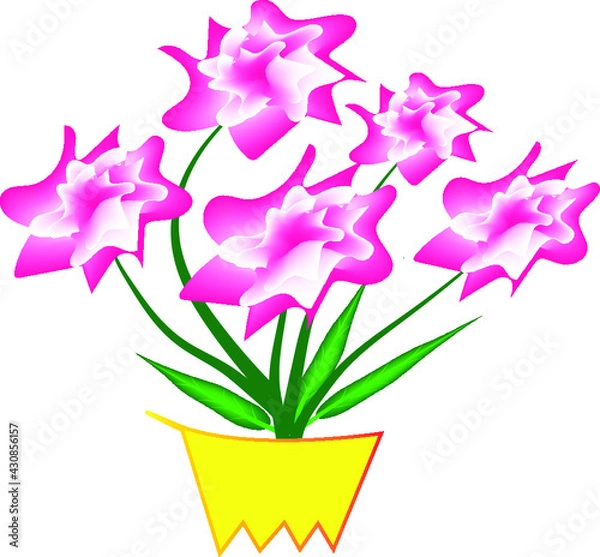 Obraz CARNATION TRANSPARENT BACKGROUND