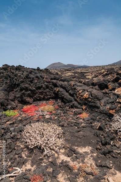 Obraz Paysage de l'ile volcanique de Lanzarote avec les concressions de laves, la mer , les cories, et les volcans à l'horizon au milieu de l' ocean atlantique
