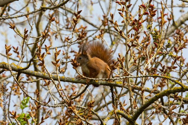 Fototapeta Squirrel is sitting on a branch in the forest and is looking for food. it is very curious and has a bushy tail 