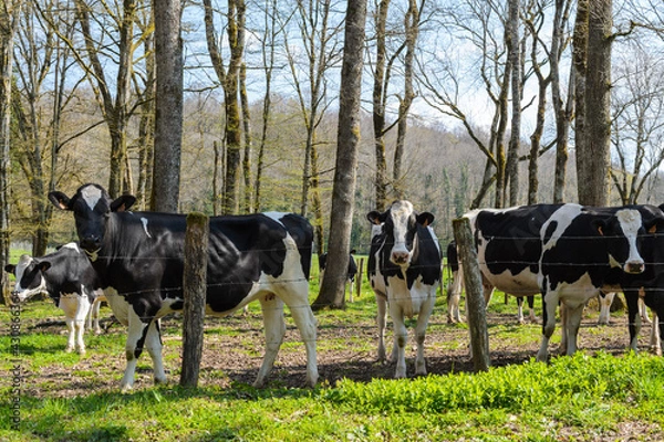 Fototapeta Un troupeau de vaches noir et blanches holstein dans un champ sous les arbres