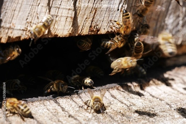 Obraz Bienen