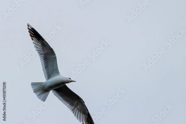 Obraz seagull in flight
