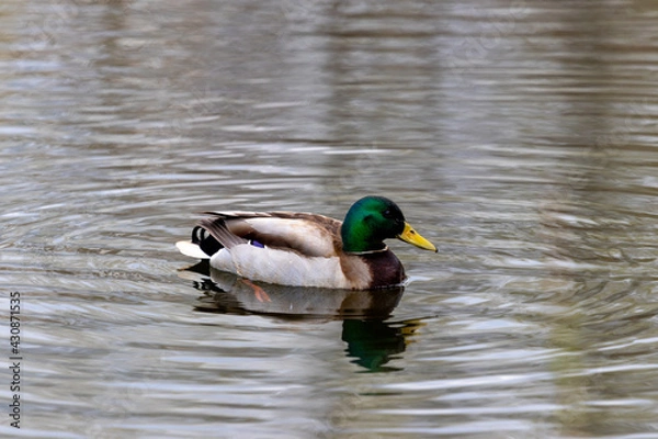 Obraz duck on the water