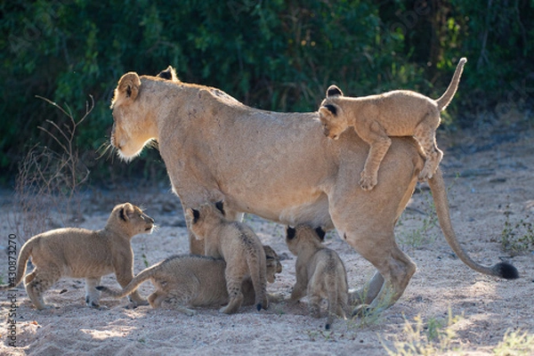 Fototapeta A lion cub tumbling off its mothers back as she stood up to move to deeper shade, on a safari in South Africa.