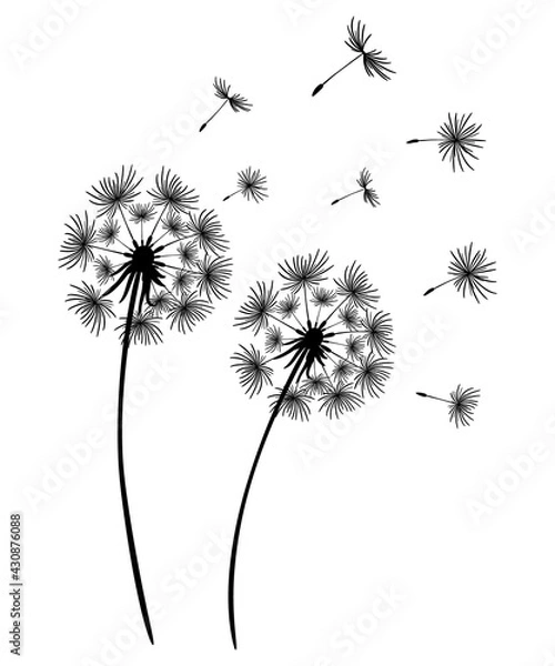 Obraz Set of dandelions. Black silhouette of two dandelions on a white background. Floral patterns, clipart. Spring flower with flying seeds. Vector illustration. Monochrome drawing.