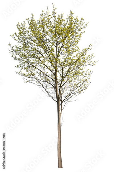 Fototapeta Cut-out acer tree isolated on white background