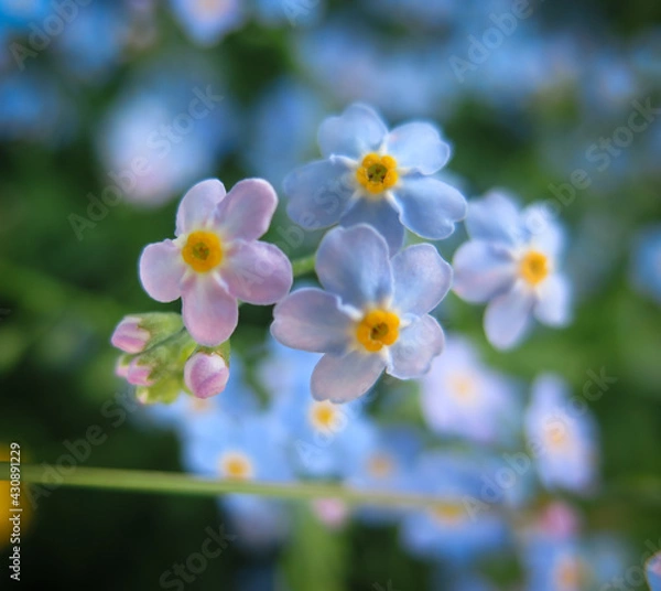 Obraz Forget me nots