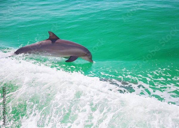 Obraz dolphins in gulf beach water