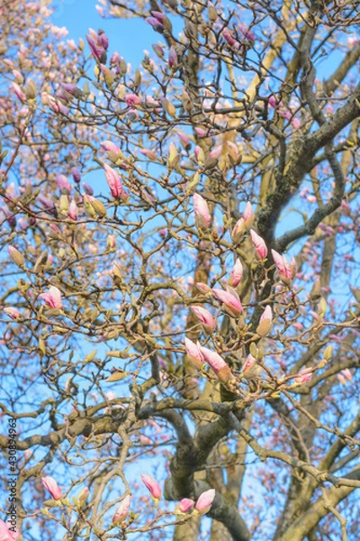 Fototapeta Magnolia buds on tree branches against the sky