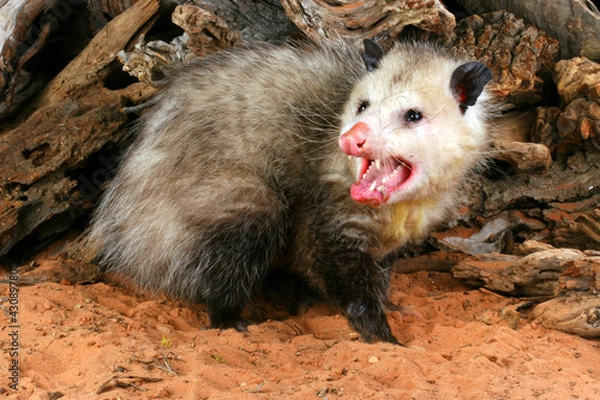 Obraz Opossum (Didelphis virginiana)