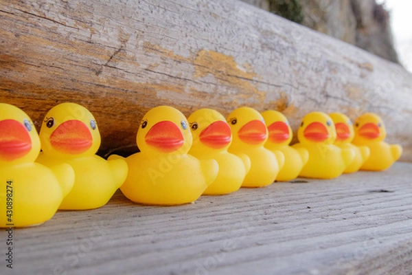 Obraz 並んだアヒルのおもちゃ