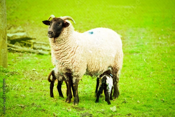 Fototapeta Ewe and lambs