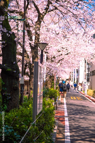 Obraz 目黒川の桜