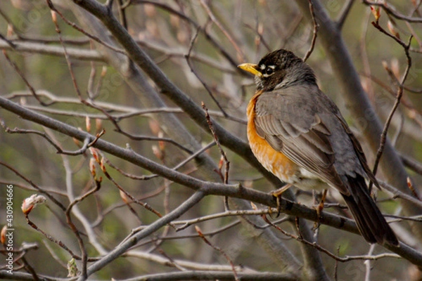 Fototapeta American robin on a branch