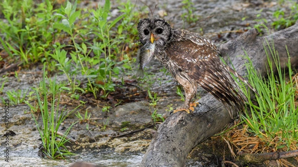 Fototapeta A Barred Owl Catches a Fish in a Creek in the Chickasaw State Park  in Oklahoma