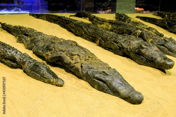Obraz Mummified crocodiles in museum at Kom Ombo temple, Kom Ombo, Egypt