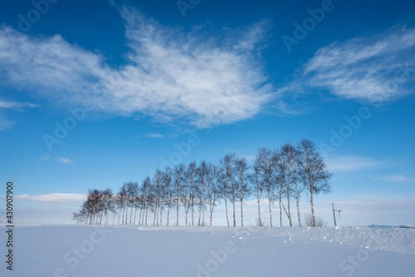 Obraz 美瑛町の冬景色 白樺並木と青空