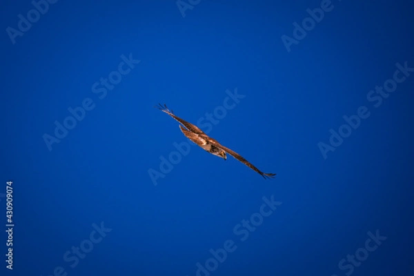 Obraz hawk in the sky