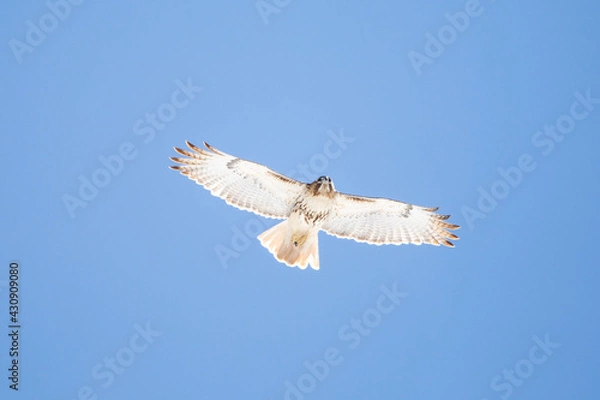 Obraz hawk in flight