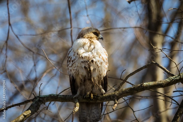 Obraz red tailed hawk