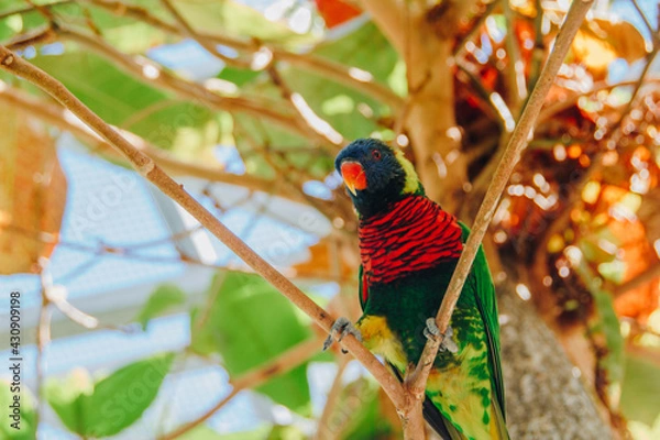 Obraz beautiful bird