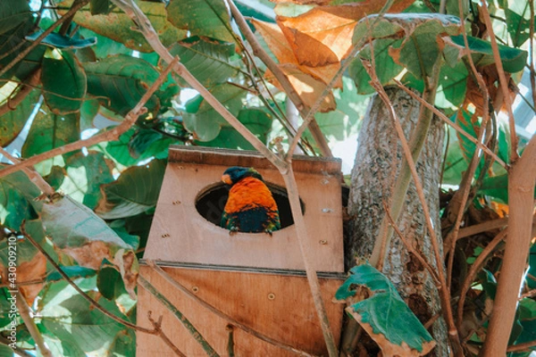 Obraz bird in birdhouse