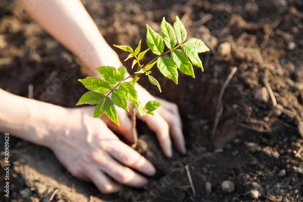 Obraz 苗木を植える