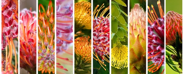 Obraz Stunning Australian native plants set