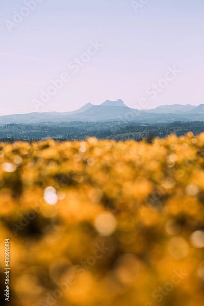 Fototapeta Mountain in the Distance with gold bokeh in the foreground at Astoria Oregon