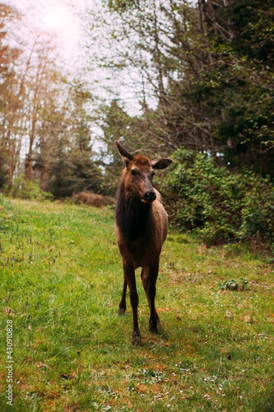 Fototapeta A Wild Elk at the Ecola State Park Forest in the Pacific Northwest Oregon