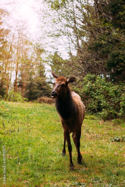 Fototapeta A Wild Elk at the Ecola State Park Forest in the Pacific Northwest Oregon