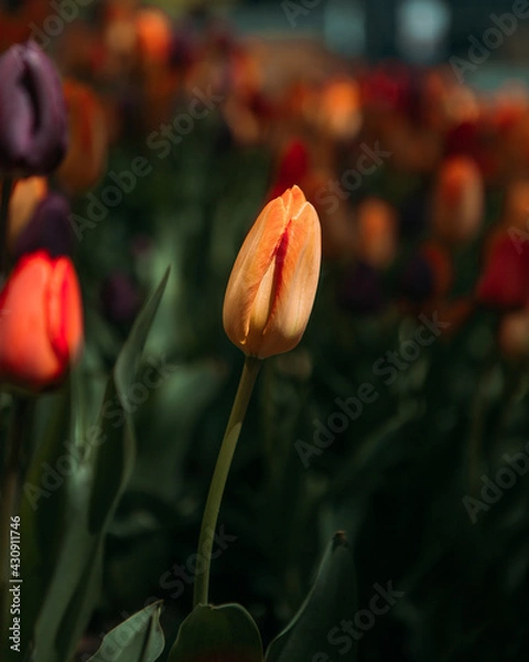 Fototapeta Moody Downtown Chicago colorful tulips in a flower bed in the streets of the urban city