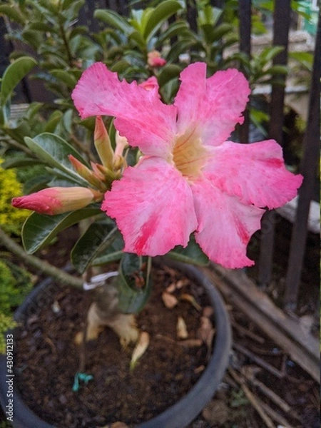 Obraz flower in garden