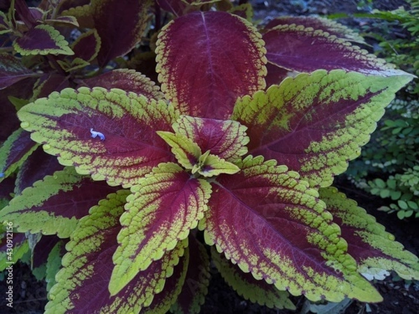 Obraz red and green plant