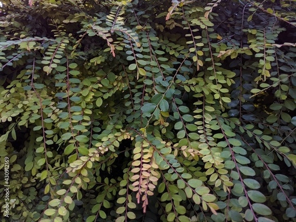 Obraz leaves background