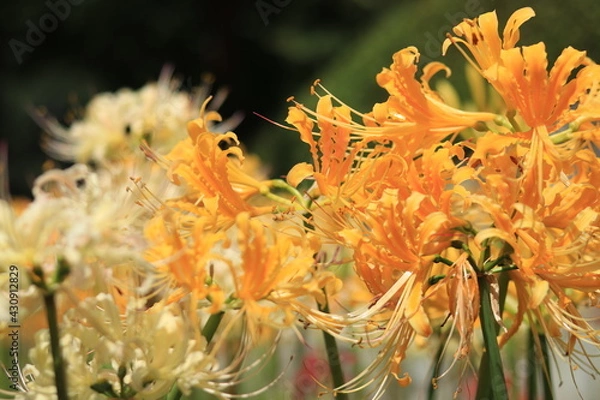 Obraz Cluster amaryllis(spider lily) blooming in the shrine,japan,kanagawa