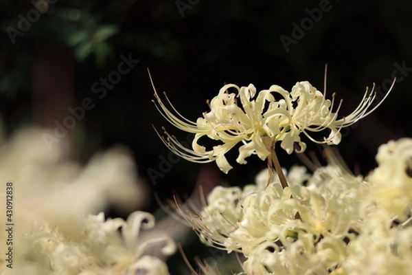 Obraz Cluster amaryllis(spider lily) blooming in the shrine,japan,kanagawa
