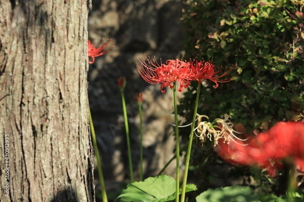 Obraz Cluster amaryllis(spider lily) blooming in the shrine,japan,kanagawa