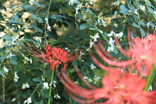 Fototapeta Cluster amaryllis(spider lily) blooming in the shrine,japan,kanagawa