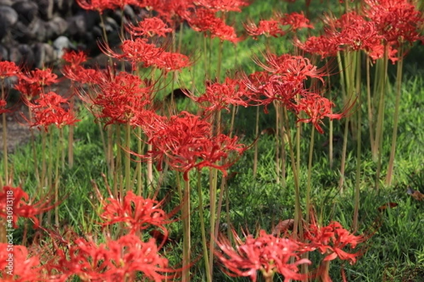 Obraz Cluster amaryllis(spider lily) blooming in the shrine,japan,kanagawa